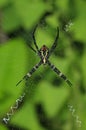 Spider waiting on a web Royalty Free Stock Photo