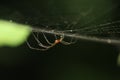 Spider is walking on his web.