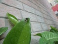 Spider walking on a green and fleshy clepia leaf Royalty Free Stock Photo