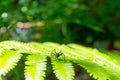 Spider walks on green leaf Royalty Free Stock Photo
