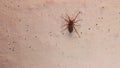 Spider walks on the wall. closeup spider on isolated white background