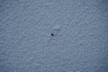 Spider on the wall. Berlin, Germany Royalty Free Stock Photo