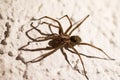 Spider on the wall Royalty Free Stock Photo