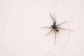 Spider on wall Royalty Free Stock Photo