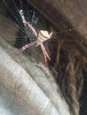 Spider in the wall Street in the village bihar India Saran