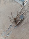 spider on the wall waiiting food Royalty Free Stock Photo