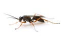 Spider Wasp Royalty Free Stock Photo