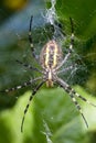 Spider wasp Argiope bruennichi