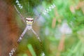 Spider Royalty Free Stock Photo