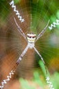 Spider Royalty Free Stock Photo