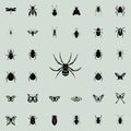 spider wasp icon. insect icons universal set for web and mobile