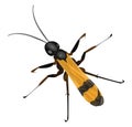 Spider wasp, icon