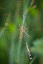 Spider wasp lurking insects in the network