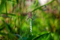spider wasp in natural conditions. spider (Argiope bruennichi) on a web