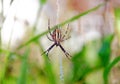 spider wasp in natural conditions. spider (Argiope bruennichi) on a web