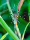 spider wasp in natural conditions. spider (Argiope bruennichi) on a web