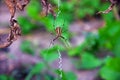 spider wasp in natural conditions. spider (Argiope bruennichi) on a web