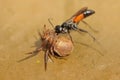 Spider wasp Priocnemis vulgaris attacking spider Royalty Free Stock Photo