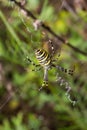 Spider wasp. Spider Argiope bruennichi on web on a green background. Close-up Royalty Free Stock Photo