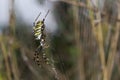 Spider wasp. Spider Argiope bruennichi on web on a green background. Close-up Royalty Free Stock Photo