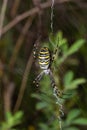 Spider wasp. Spider Argiope bruennichi on web on a green background. Close-up Royalty Free Stock Photo