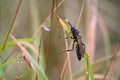 Spider wasp among wet grass stems after rain.