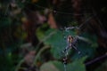 spider - wasp yellow black on the web, wildlife