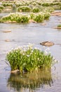 Spider water lilies in landsford state park south carolina