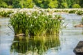 Spider water lilies in landsford state park south carolina