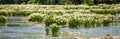 Spider water lilies in landsford state park south carolina