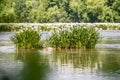 Spider water lilies in landsford state park south carolina