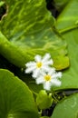 Spider water lily.