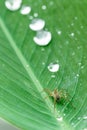 Spider and waterdrops on the leaf Royalty Free Stock Photo