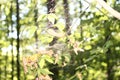 A spider weaved a web on euonymus branches in the autumn forest. Royalty Free Stock Photo