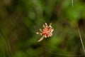 A spider weaves its web in the rainforest Royalty Free Stock Photo