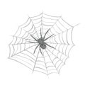 A spider weaves a spider web. Royalty Free Stock Photo