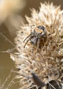 A spider weaves a web on a dried burdock flower Royalty Free Stock Photo