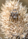 A spider weaves a web on a dried burdock flower Royalty Free Stock Photo
