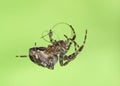 Spider weaves web with human hair