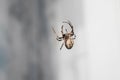 spider weaves a web on the window Royalty Free Stock Photo