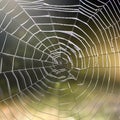 A spider weaving a digital web pattern on a touchscreen using its legs4