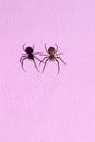 A spider weaving at night a web on the background of a pink wall Royalty Free Stock Photo