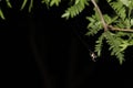 Spider Weaving Web at Night Royalty Free Stock Photo