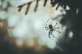A spider weaving a web among tree branches in a natural setting Royalty Free Stock Photo