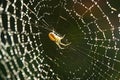 Spider web Royalty Free Stock Photo