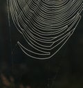Spider Web Royalty Free Stock Photo