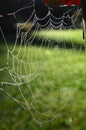 Spider web