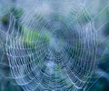 Spider web