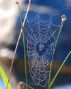 Spider Web Royalty Free Stock Photo