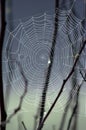 Spider Web Royalty Free Stock Photo